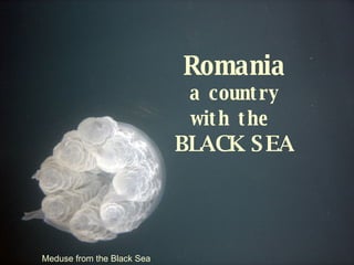Meduse from the Black Sea Romania a country with the   BLACK SEA 