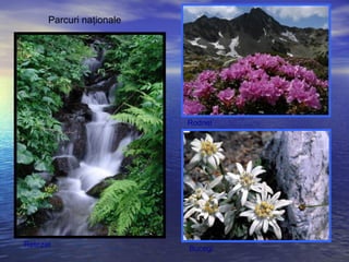 Parcuri naţionale
Retezat
Rodnei
Bucegi
 