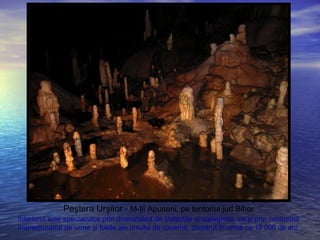 Peştera Urşilor - M-ţii Apuseni, pe teritoriul jud Bihor
Interiorul este spectaculos prin diversitatea de stalactite şi stalagmite, ca şi prin cantitatea
impresionantă de urme şi fosile ale ursului de cavernă, dispărut în urmă cu 15 000 de ani.
 