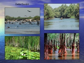Delta Dunării
 