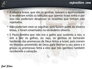 • A oliveira brava, que são os gentios, tiveram a oportunidade
e receberam então as bênçãos que apenas Israel tinha e por
isso não poderiam desprezar os israelitas que tinham sido
rejeitados.
• Não poderiam nem se orgulhar, pois faziam parte da oliveira
brava, e foram enxertados na verdadeira oliveira.
• E Paulo lembra que não era o galho que sustenta a raiz, e
sim a raiz os galhos, ou seja, os gentios se tornaram
herdeiros das promessas de Deus feitas a Israel, pois creram
no Messias prometido de Deus para libertar a seu povo e é
graças as promessas feita a eles que nós (gentios) também
recebemos a salvação.
 