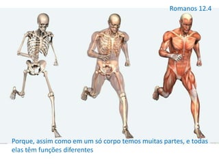 Romanos 12.4
Porque, assim como em um só corpo temos muitas partes, e todas
elas têm funções diferentes
 