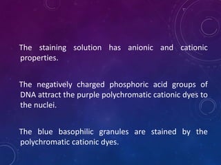 The staining solution has anionic and cationic
properties.
The negatively charged phosphoric acid groups of
DNA attract the purple polychromatic cationic dyes to
the nuclei.
The blue basophilic granules are stained by the
polychromatic cationic dyes.
 