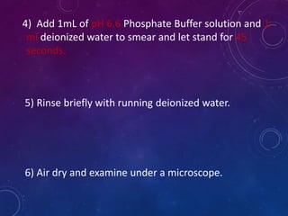 4) Add 1mL of pH 6.6 Phosphate Buffer solution and 1
ml deionized water to smear and let stand for 45
seconds.
5) Rinse briefly with running deionized water.
6) Air dry and examine under a microscope.
 
