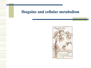 Ibogaine and cellular metabolism 