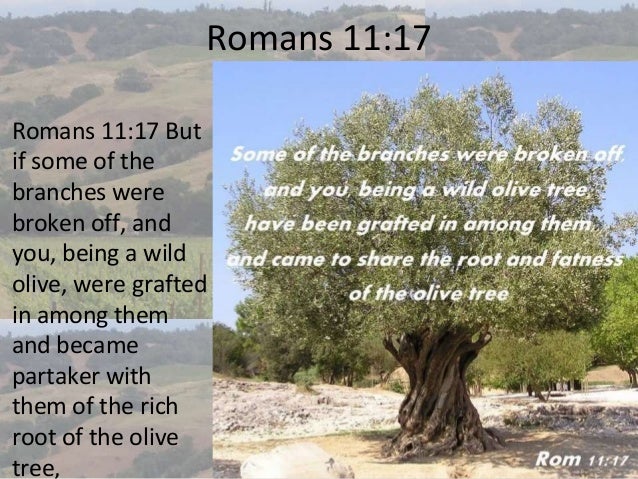 Romans 11 Olive Tree 9 Images - The Wild Olive Branch Grafted Into The  Cultivated Tree Of Israel As, Romans 11 Banner Rock Of Israel Store, Olive  Tree Coloring Page At Free