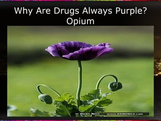 Why Are Drugs Always Purple? Opium 