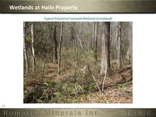 Wetlands	
  at	
  Haile	
  Property	
  
                            Typical	
  Palustrine	
  Forested	
  Wetland	
  (inundated)	
  




21	
  
 