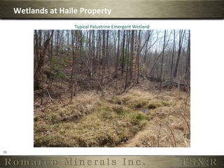 Wetlands	
  at	
  Haile	
  Property	
  
                                Typical	
  Palustrine	
  Emergent	
  Wetland	
  




20	
  
 