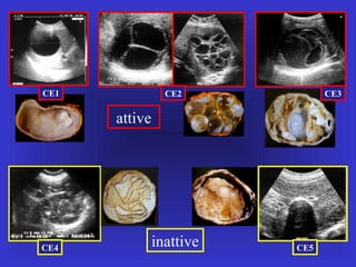 attive
inattive
CE1 CE2 CE3
CE4 CE5
 