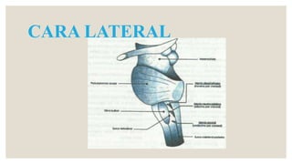 CARA LATERAL
 
