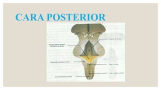 CARA POSTERIOR
 