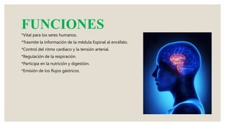 FUNCIONES
*Vital para los seres humanos.
*Trasmite la información de la médula Espinal al encéfalo.
*Control del ritmo cardíaco y la tensión arterial.
*Regulación de la respiración.
*Participa en la nutrición y digestión.
*Emisión de los flujos gástricos.
 