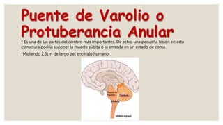 Puente de Varolio o
Protuberancia Anular
* Es una de las partes del cerebro más importantes. De echo, una pequeña lesión en esta
estructura podría suponer la muerte súbita o la entrada en un estado de coma.
*Midiendo 2.5cm de largo del encéfalo humano.
 