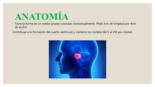 ANATOMÍA
◦ Tiene la forma de un rodillo grueso colocado transversalmente. Mide 3cm de longitud por 4cm
de ancho.
Contribuye a la formación del cuarto ventrículo y contiene los núcleos del V al VIII par craneal.
 
