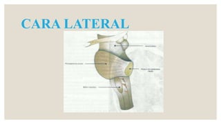 CARA LATERAL
 