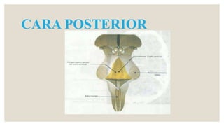 CARA POSTERIOR
 