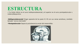 ESTRUCTURA
✓ Su limite inferior es el surco bulboprutuberancial y el superior es el surco pontopeduncular o
metencéfalopontino
•Bulboprutuberancial: Origen aparante de los pares VI, VII con sus ramas sensitivas y también
llamado “nervio intermedio”
•Pontopeduncular: Separa la protuberancia anular del mesencéfalo.
 