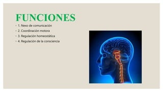 FUNCIONES
◦ 1. Nexo de comunicación
◦ 2. Coordinación motora
◦ 3. Regulación homeostática
◦ 4. Regulación de la consciencia
 