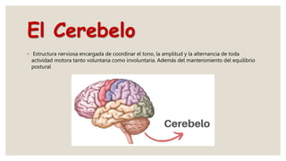 El Cerebelo
◦ Estructura nerviosa encargada de coordinar el tono, la amplitud y la alternancia de toda
actividad motora tanto voluntaria como involuntaria. Además del mantenimiento del equilibrio
postural
 