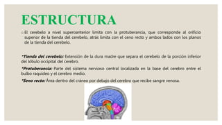 ESTRUCTURA
o El cerebelo a nivel superoanterior limita con la protuberancia, que corresponde al orificio
superior de la tienda del cerebelo, atrás limita con el ceno recto y ambos lados con los planos
de la tienda del cerebelo.
*Tienda del cerebelo: Extensión de la dura madre que separa el cerebelo de la porción inferior
del lóbulo occipital del cerebro.
*Protuberancia: Parte del sistema nervioso central localizada en la base del cerebro entre el
bulbo raquídeo y el cerebro medio.
*Seno recto: Área dentro del cráneo por debajo del cerebro que recibe sangre venosa.
 
