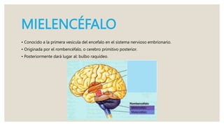 MIELENCÉFALO
• Conocido a la primera vesícula del encefalo en el sistema nervioso embrionario.
• Originada por el rombencéfalo, o cerebro primitivo posterior.
• Posteriormente dará lugar al: bulbo raquídeo.
 