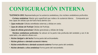CONFIGURACIÓN INTERNA
*SUSTANCIA GRIS: Representada por la sustancia cerebelosa y los núcleos cerebelosos profundos.
-Corteza cerebelosa: Manto gris superficial que rodea a la sustancia blanca. Compuesta por
tres capas de células que de fuera hacia dentro son:
• Capa molecular: Células estrelladas externas y células en cesto.
• Capa de células de Purkinje: Células de Purkinje.
• Capa de células granulosas: Células granulosas y células de Golgi.
-Núcleos cerebelosos profundos: Se ubican en la parte más profunda del cerebelo y son 4 de
cada lado y de adentro afuera son:
• Núcleo fastigial o del techo: Forma parte del archicerebelo.
• Núcleo globoso o dentado accesorio interno.
• Núcleo emboliforme o dentado accesorio externo: Forman parte del cerebelo.
• Núcleo dentado u oliva cerebelosa: Forma parte del neocerebelo.
 