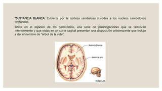*SUSTANCIA BLANCA: Cubierta por la corteza cerebelosa y rodea a los núcleos cerebelosos
profundos.
Emite en el espesor de los hemisferios, una serie de prolongaciones que se ramifican
interiormente y que vistas en un corte sagital presentan una disposición arborescente que indujo
a dar el nombre de “árbol de la vida”.
 