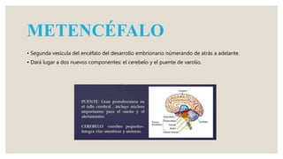 METENCÉFALO
• Segunda vesícula del encéfalo del desarrollo embrionario númerando de atrás a adelante.
• Dará lugar a dos nuevos componentes: el cerebelo y el puente de varolio.
 