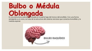 Bulbo o Médula
Oblongada
Es una estructura subcortical situada en la parte baja del tronco del encéfalo. Con una forma
semejante a un cono, se trata de la estructura del sistema nervioso que conecta el encéfalo y la
medula espinal.
 
