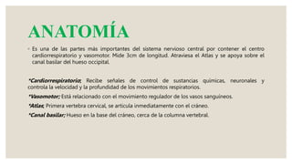 ANATOMÍA
◦ Es una de las partes más importantes del sistema nervioso central por contener el centro
cardiorrespiratorio y vasomotor. Mide 3cm de longitud. Atraviesa el Atlas y se apoya sobre el
canal basilar del hueso occipital.
*Cardiorrespiratorio; Recibe señales de control de sustancias químicas, neuronales y
controla la velocidad y la profundidad de los movimientos respiratorios.
*Vasomotor; Está relacionado con el movimiento regulador de los vasos sanguíneos.
*Atlas; Primera vertebra cervical, se articula inmediatamente con el cráneo.
*Canal basilar; Hueso en la base del cráneo, cerca de la columna vertebral.
 