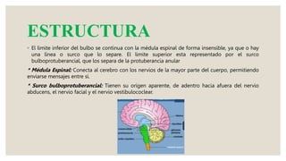 ESTRUCTURA
◦ El limite inferior del bulbo se continua con la médula espinal de forma insensible, ya que o hay
una línea o surco que lo separe. El limite superior esta representado por el surco
bulboprotuberancial, que los separa de la protuberancia anular
* Médula Espinal: Conecta al cerebro con los nervios de la mayor parte del cuerpo, permitiendo
enviarse mensajes entre sí.
* Surco bulboprotuberancial: Tienen su origen aparente, de adentro hacia afuera del nervio
abducens, el nervio facial y el nervio vestibulococlear.
 