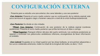 CONFIGURACIÓN EXTERNA
◦ Presenta para su estudio una cara anterior, dos caras laterales y una cara posterior
-Cara Anterior; Presenta el surco medio anterior que es continuación de la médula espinal; este
surco termina en el agujero ciego o foramen caeucum a nivel de la unión bulboprutuberancial.
-Cara Posterior; Se divide en dos mitades
*Mitad- Cara Anterior; Continuación de cara posterior de la médula espinal (cordones
posteriores). Presenta el surco medio posterior que arriba termina en el óbex o cerrojo.
*Mitad Superior: Triangulo inferior del piso del cuarto ventrículo. Los cordones posteriores se
separan y continúan con pedunculos cerebelosos inferiores, encargándose de llevar información
al cerebelo.
-Cara Lateral; Ocupadas en su mitad superior por las olivas bulbares, se encuentran adyacentes a
los surcos colaterales anteriores; miden la mitad de la longitud del bulbo, es decir, 1.5cm
 