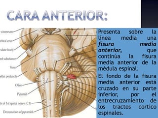  Presenta sobre la
línea media una
fisura media
anterior, que
continúa la fisura
media anterior de la
médula espinal.
 El fondo de la fisura
media anterior está
cruzado en su parte
inferior, por el
entrecruzamiento de
los tractos cortico
espinales.
 
