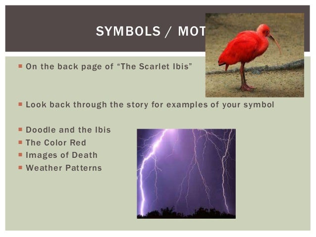 scarlet ibis symbolism essay