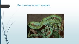 Be thrown in with snakes.
 