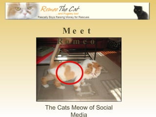 Meet Romeo The Cats Meow of Social Media 