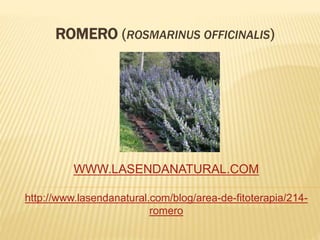 ROMERO (ROSMARINUS OFFICINALIS)
WWW.LASENDANATURAL.COM
http://www.lasendanatural.com/blog/area-de-fitoterapia/214-
romero
 