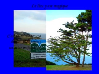 Le lieu y est magique C’est là qu’elle trouva dominant la falaise un arbre majestueux 