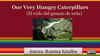 Our Very Hungry Caterpillars
(El ciclo del gusano de seda)
Autora: Romina Estalles
foto: archivo personal
 