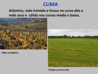CLIMA
Atlántico, máis húmido e fresco no curso alto e
máis seco e cálido nos cursos medio e baixo.
Vides no Ribeiro.
Prados na Terra Cha
 