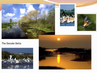 The Danube Delta
 