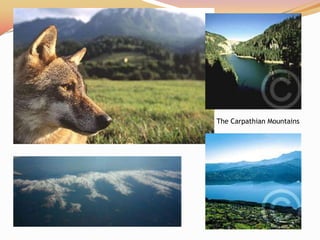 The Carpathian Mountains
 