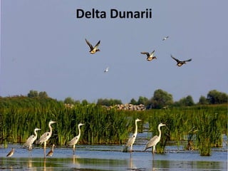 Delta Dunarii
 