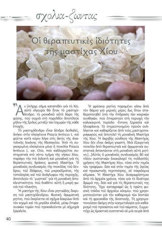 40
σχολια-ζωντας
Οἱ θεραπευτικὲς ἰδιότητες
τῆς μαστίχας Χίου
Ἂ
ν ὑπῆρχε σῆμα κατατεθὲν γιὰ τὴ Χίο,
αὐτὸ σίγουρα θὰ ἦταν τὸ μαστιχό-
δενδρο, τὸ μοναδικὸ αὐτὸ δῶρο τῆς
φύσης, ποὺ συχνὰ στὸ παρελθὸν ἀποτέλεσε
μῆλον τῆς ἔριδος μεταξὺ τῶν ἰσχυρῶν τῆς κάθε
ἐποχῆς.
Τὸ μαστιχόδενδρο εἶναι δένδρο ἀειθαλές,
ἀνήκει στὴν οἰκογένεια Pistacia lentiscus L. καὶ
φύεται κατὰ κύριο λόγο στὶς ἀκτὲς τῆς ἀνα-
τολικῆς λεκάνης τῆς Μεσογείου. Ἀπὸ τὴ συ-
γκεκριμένη οἰκογένεια μόνο ἡ ποικιλία Pistacia
lentiscus L. var. Chia, ποὺ καλλιεργεῖται συ-
στηματικὰ στὸ νότιο τμῆμα τῆς νήσου Χίου,
παράγει τὴν πιὸ ἐκλεκτὴ καὶ μοναδικὴ γιὰ τὶς
θεραπευτικὲς δράσεις φυσικὴ Μαστίχα. Ὁ
μοναδικὸς συνδυασμὸς τῆς ποικιλίας τοῦ δέν-
δρου, τοῦ ἐδάφους, τοῦ μικροκλίματος, τῆς
τοπολογίας καὶ τοῦ ἀνάγλυφου τῆς περιοχῆς,
ἀποτελοῦν τὸ “μυστικὸ” γιὰ τὴ μοναδικὴ ἀπο-
κλειστικότητα, ποὺ διαθέτει αὐτὴ ἡ μικρὴ γω-
νιὰ τοῦ πλανήτη.
Ἡ μαστίχα τῆς Χίου εἶναι ρητινώδης ἔκκρι-
ση τοῦ μαστιχόδενδρου. Φυσική, ἀρωματικὴ
ρητίνη, ποὺ ἐκκρίνεται σὲ σχῆμα δακρύων ἀπὸ
τὸν κορμὸ καὶ τὰ μεγάλα κλαδιά, μέσῳ ἐπιφα-
νειακῶν τομῶν ποὺ προκαλοῦνται μὲ αἰχμηρὰ
ἐργαλεῖα.
Ἡ φρέσκια ρητίνη παραμένει κάτω ἀπὸ
τὸν θάμνο γιὰ μερικὲς μέρες ἕως ὅτου στα-
θεροποιηθεῖ ὑπὸ τὴν ἐπίδραση τῶν καιρικῶν
συνθηκῶν, ποὺ ἐπικρατοῦν στὴ περιοχὴ τὴν
καλοκαιρινὴ περίοδο -ἔντονη ξηρασία καὶ
ἡλιοφάνεια. Τὸ στερεοποιημένο προιὸν συλ-
λέγεται καὶ καθαρίζεται ἀπὸ τοὺς μαστιχοπα-
ραγωγοὺς καὶ ἀποτελεῖ τὴ μοναδικὴ Μαστίχα
τῆς Χίου. Ἡ ἀκριβὴς σύνθεση τῆς Μαστίχας
Χίου δὲν εἶναι ἀκόμη γνωστή. Μιὰ ἐξαιρετικὴ
ποικιλία ἀπὸ θεραπευτικὰ καὶ ἀρωματικὰ συ-
στατικὰ ἀπαντῶνται στὴ μοναδικὴ αὐτὴ ρητί-
νη.[...]Αὐτὸς ὁ μοναδικὸς συνδυασμὸς 80 καὶ
πλέον συστατικῶν δικαιολογεῖ τὶς πολλαπλὲς
χρήσεις τῆς Μαστίχας Χίου, τόσο στὸν τομέα
τῶν τροφίμων, ὅσο καὶ στὸν τομέα τῆς ὑγείας
καὶ προσωπικῆς περιποίησης, σὲ παγκόσμια
κλίμακα. Ἡ Μαστίχα Χίου ἀναγνωρίστηυκε
ἀπὸ τὰ ἀρχαῖα χρόνια, τόσο γιὰ τὸ ἰδιαίτερο
ἄρωμά της, ὅσο καὶ γιὰ τὶς θεραπευτικές της
ἰδιότητες. Ἔχει καταγραφεῖ ὡς ἡ πρώτη φυ-
σικὴ τσίκλα τοῦ ἀρχαίου κόσμου, ποὺ χρησι-
μοποιοῦνταν γιὰ τὸν καθαρισμὸ τῶν δοντιῶν
καὶ τὴ φρεσκάδα τῆς ἀναπνοῆς. Τὴ χρησιμο-
ποιοῦσαν ἀκόμη στὴν κοσμετολογία γιὰ καθα-
ρισμὸ τοῦ προσώπου καὶ τοῦ σώματος. Συμμε-
τεῖχε ὡς δραστικὸ συστατικὸ σὲ μιὰ σειρὰ ἀπὸ
 