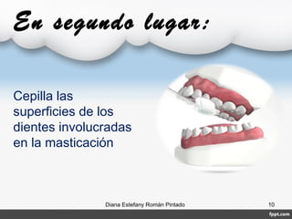 En segundo lugar:
Diana Estefany Román Pintado 10
Cepilla las
superficies de los
dientes involucradas
en la masticación
 