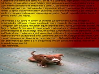 A origem da raça remonta ao Século XIX. Em 1835, o parlamento inglês proibiu o esporte chamado bull baiting, um jogo sádico em que Bulldogs eram usados para atacar touros trazidos à arena (com a discutível intenção de amaciar-lhes a carne). O cão atacava o touro, evitando coices e chifradas, agarrava o seu nariz ou orelha, e segurava-se até que o touro caísse. Os súbditos e a realeza da época procuravam diversão, procurando distrairem-se da violência e das doenças de seu tempo comparecendo a esses espetáculos sangrentos. Contudo, a opinião pública forçou o governo a tomar uma medida. Uma vez que o bull baiting foi banido, os criadores que apreciavam a rudeza, coragem e tenacidade dos buldogues voltaram sua atenção para a criação de cães para a briga (ou rinha). Começaram com o bulldog, misturaram algum sangue de terrier, e produziram os Half and Half, Pit Dogs ou Bull and Terriers, cães de pequeno porte e extrema força e dotados de maior agilidade que os bulldogues de elevada força física, um cão que cumpria todas as suas expectativas. Os Bull and Terriers foram criados para agredir outros cães, matar ratos (pragas comuns na época), mostrando bravura, alta tolerância à dor, vontade de lutar até o fim, e afeição ao seu criador. Com o tempo passaram a se diferenciar em raças, tais como o Staffordishire Bull Terrier, o Bull Terrier, o Irish Staffordishire Bull Terrier e o Pit Bull (que não tinha um padrão para estética, mas sim em termos de temperamento). boas referências. 