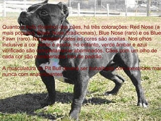 Quanto à trufa (focinho) dos cães, há três colorações: Red Nose (a mais popular), Black Nose (tradicionais), Blue Nose (raro) e os Blue Fawn (raro). Na pelagem todas as cores são aceitas. Nos olhos inclusive a cor verde é aceita, no entanto, verde âmbar e azul vitrificado são completamente abominados. Cães com um olho de cada cor são considerados fora de padrão. A musculatura do Pit Bull deverá ser trabalhada com exercícios mas nunca com anabolizantes. 