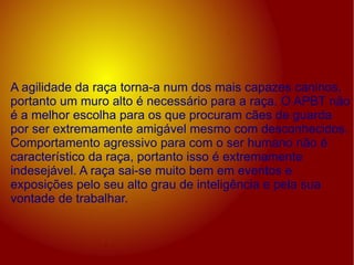 A agilidade da raça torna-a num dos mais capazes caninos, portanto um muro alto é necessário para a raça. O APBT não é a melhor escolha para os que procuram cães de guarda por ser extremamente amigável mesmo com desconhecidos. Comportamento agressivo para com o ser humano não é característico da raça, portanto isso é extremamente indesejável. A raça sai-se muito bem em eventos e exposições pelo seu alto grau de inteligência e pela sua vontade de trabalhar. 