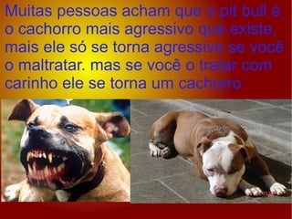 Muitas pessoas acham que o pit bull é o cachorro mais agressivo que existe, mais ele só se torna agressivo se você o maltratar. mas se você o tratar com carinho ele se torna um cachorro 